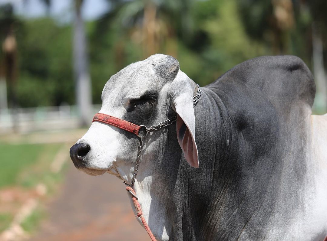 touro da raca brahman