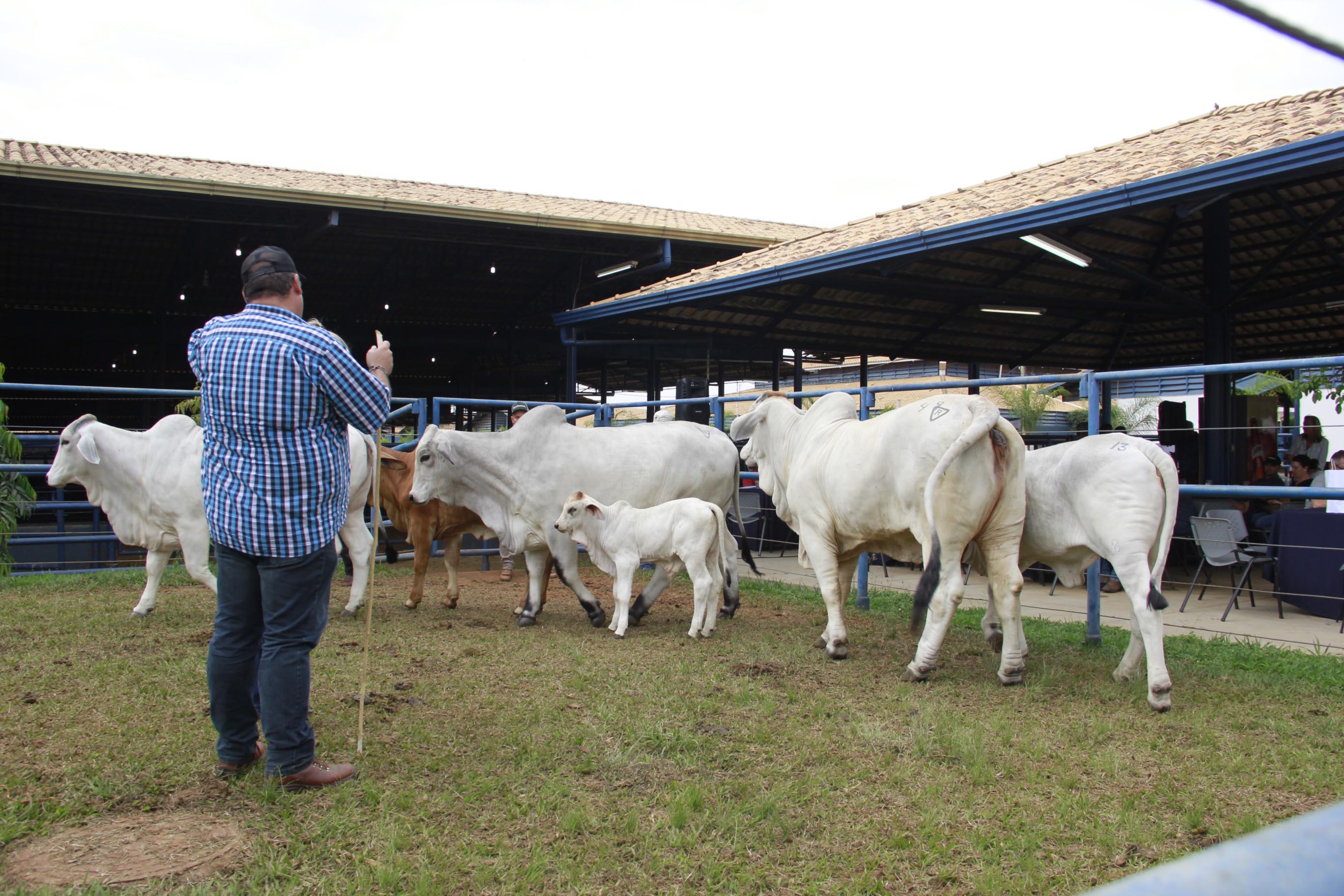 Julgamento a Campo na ExpoBrahman 2018 por Carol Paulino