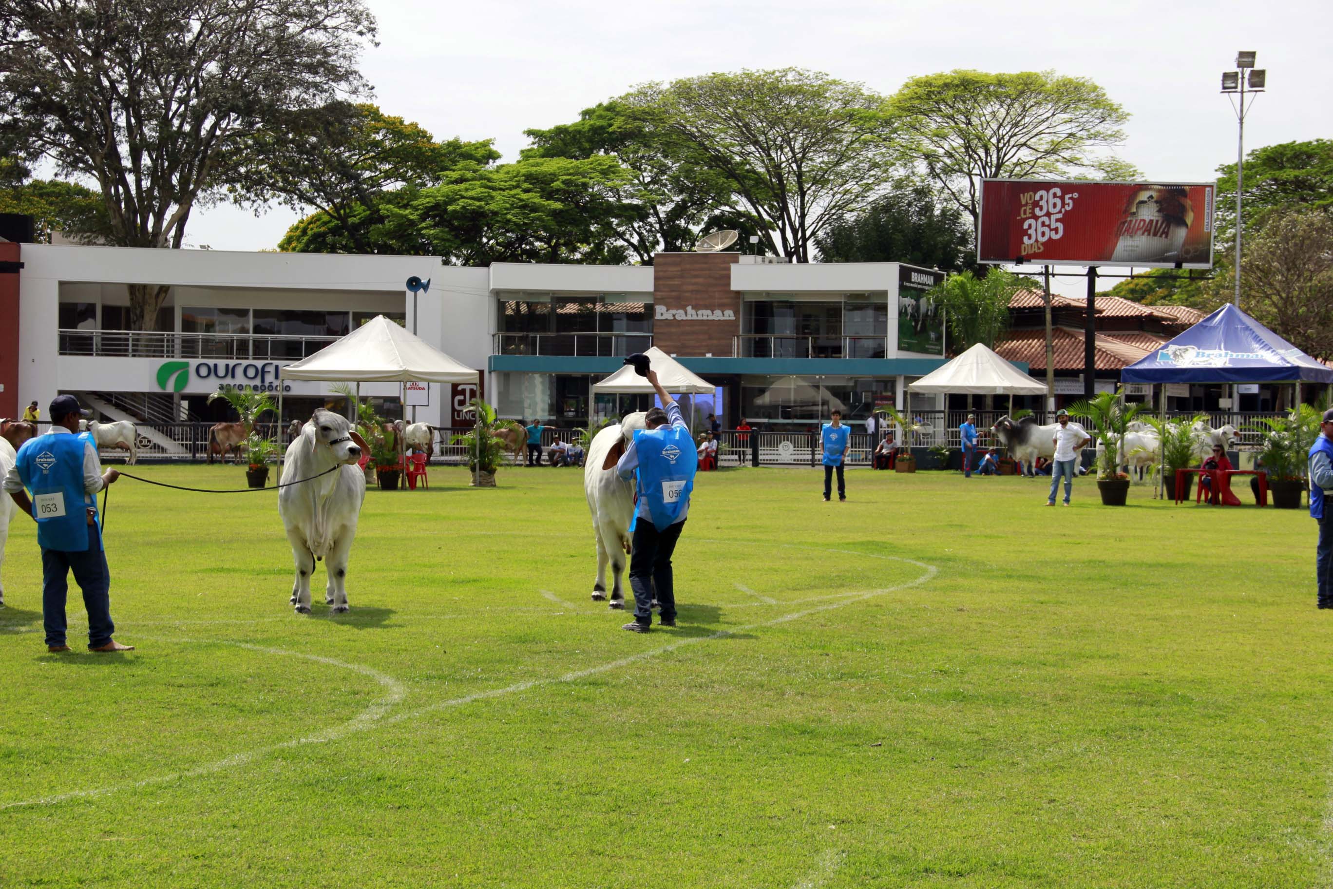 Julgamento na pista da ExpoBrahman 2018 por Carol Paulino 4