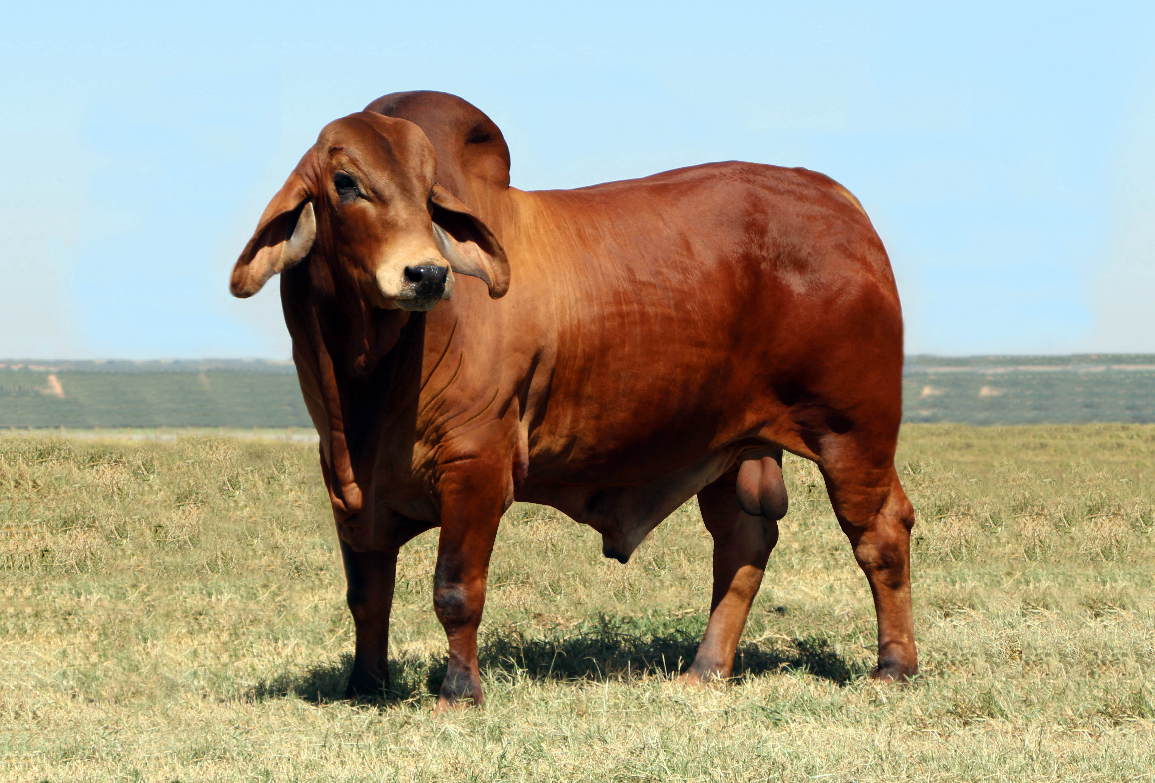 VPJ Connan Red Brahman b