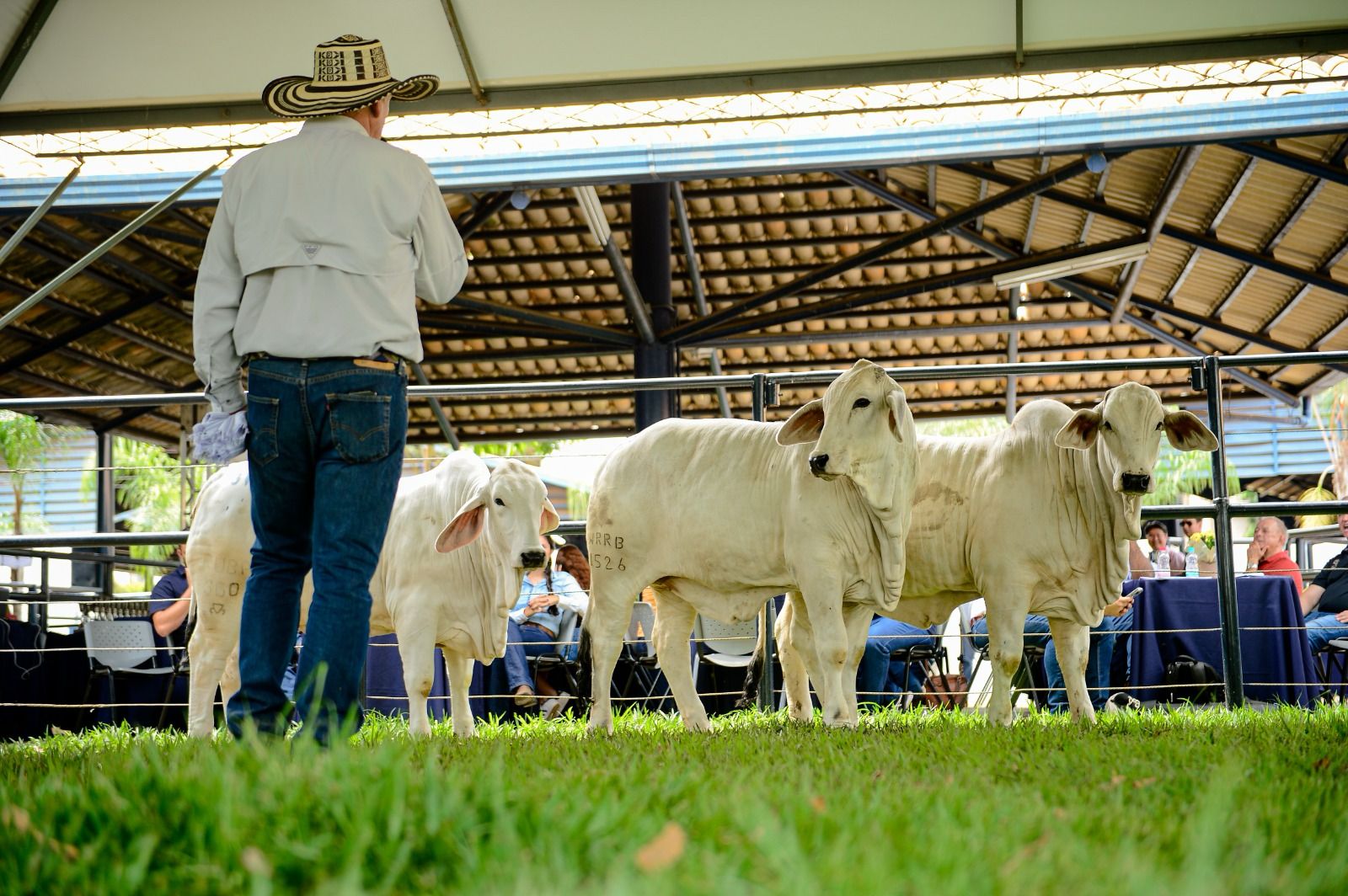 Competições da ExpoBrahman 2021 começam nesta quinta-feira – O Presente  Rural