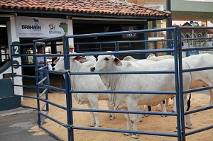 brahman gentica rd